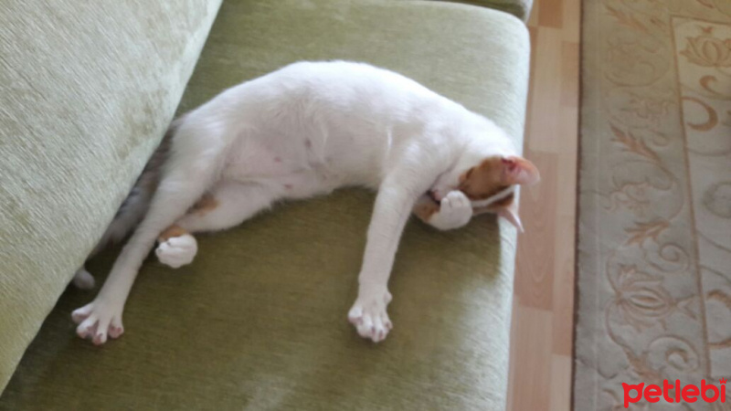 Tekir Kedi, Kedi  Peynir fotoğrafı