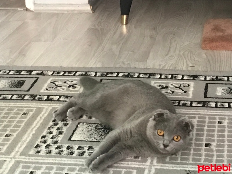 Scottish Fold, Kedi  Stella fotoğrafı