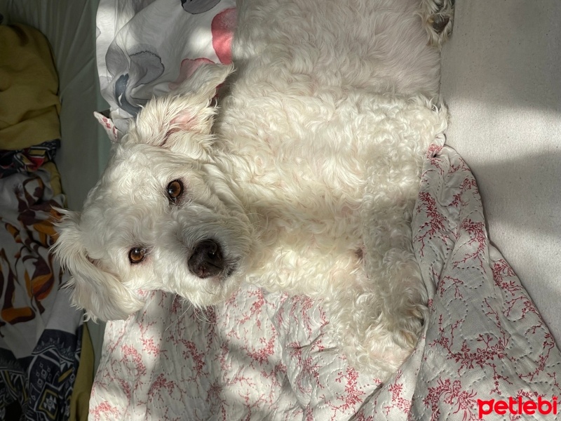Maltese, Köpek  Bulut fotoğrafı