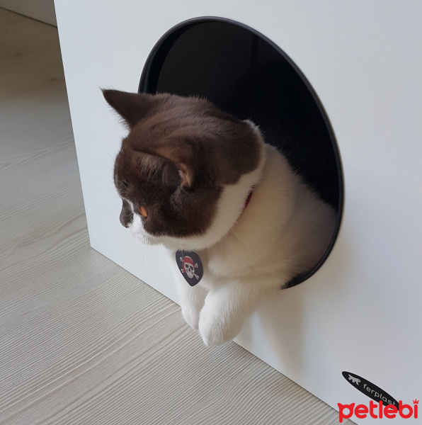 British Shorthair, Kedi  Tarçın linda unami  fotoğrafı