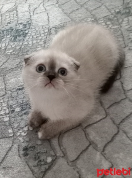 Scottish Fold, Kedi  Şanslı fotoğrafı