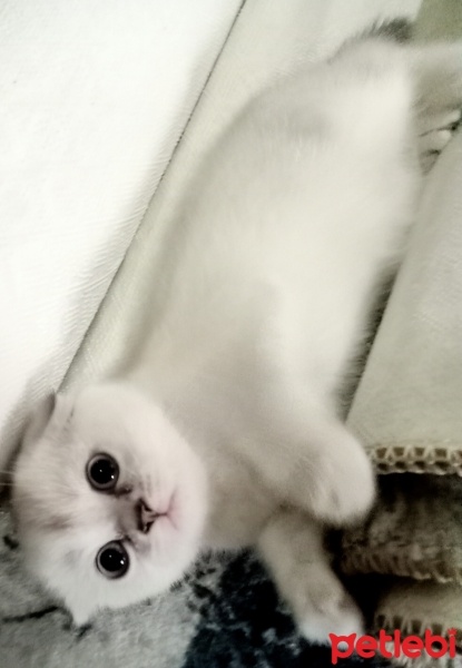 Scottish Fold, Kedi  Şanslı fotoğrafı