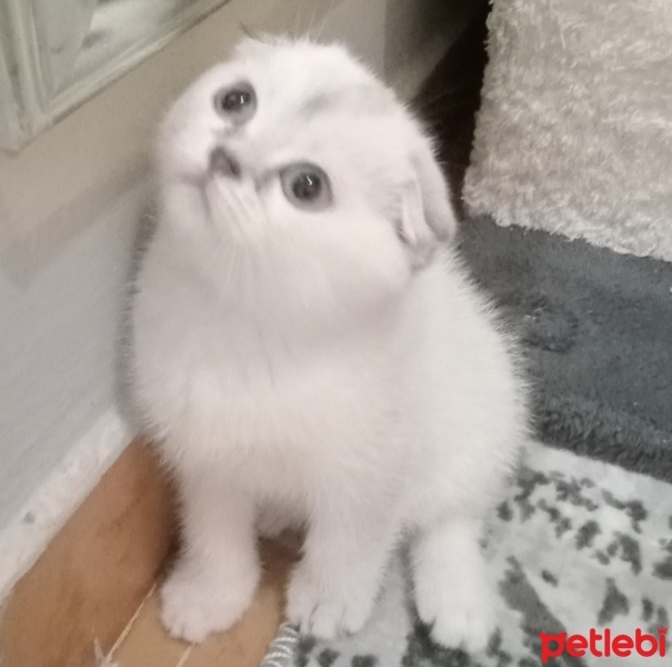 Scottish Fold, Kedi  Şanslı fotoğrafı