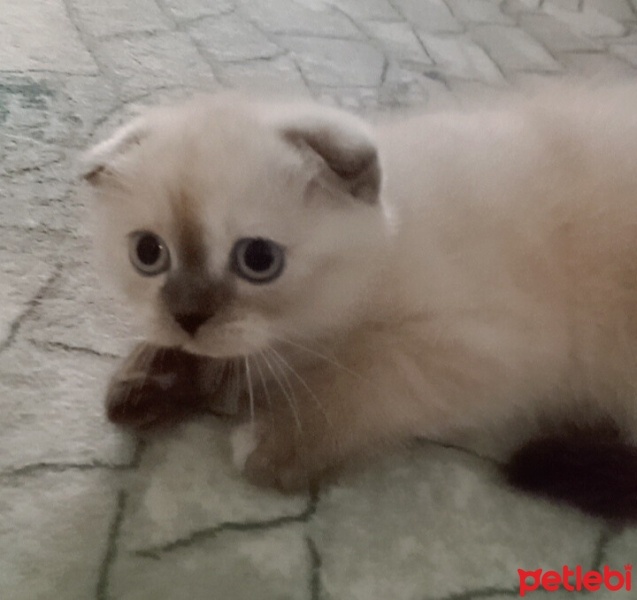 Scottish Fold, Kedi  Şanslı fotoğrafı