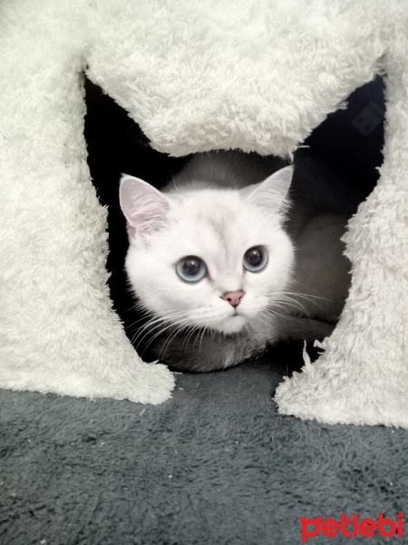 Scottish Fold, Kedi  Şanslı fotoğrafı