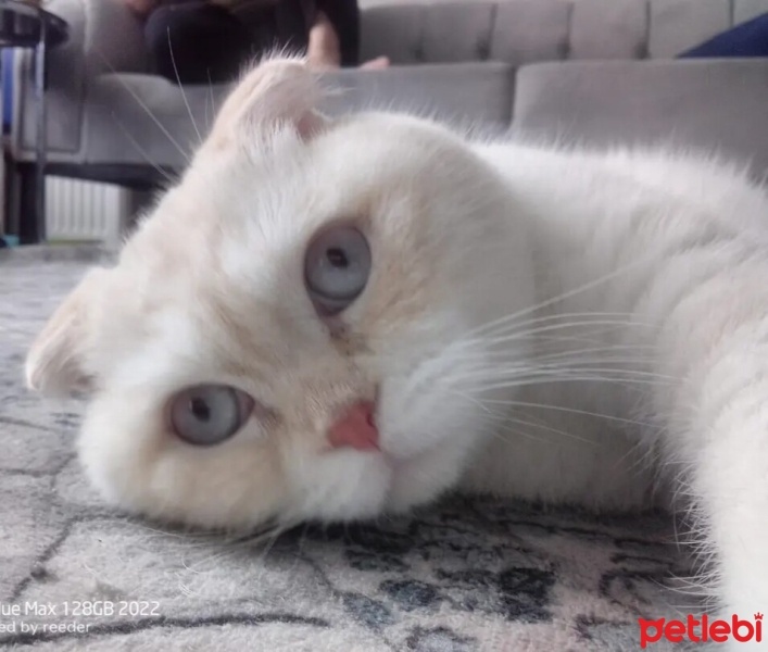 Scottish Fold, Kedi  Şanslı fotoğrafı