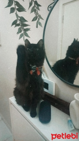 Bengal, Kedi  Batman fotoğrafı