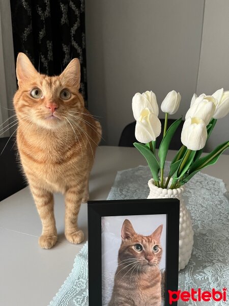 Sarman, Kedi  Tarçın fotoğrafı