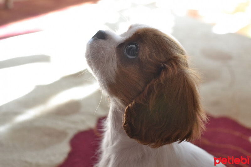 Cavalier King Charles Spanieli, Köpek  Hera ❤️ fotoğrafı