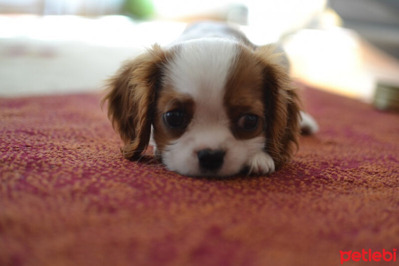 Cavalier King Charles Spanieli, Köpek  Hera ❤️ fotoğrafı