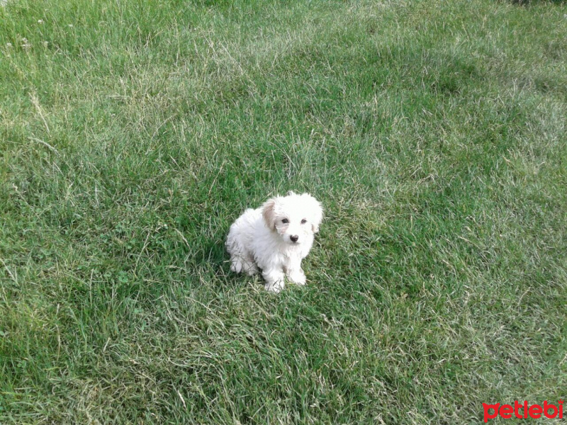 Maltese, Köpek  SÜPER KALİTE MALTESE TERRİER fotoğrafı