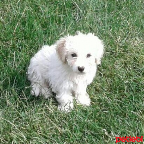 Maltese, Köpek  SÜPER KALİTE MALTESE TERRİER fotoğrafı