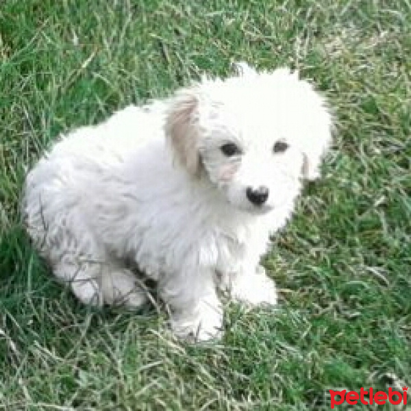 Maltese, Köpek  SÜPER KALİTE MALTESE TERRİER fotoğrafı