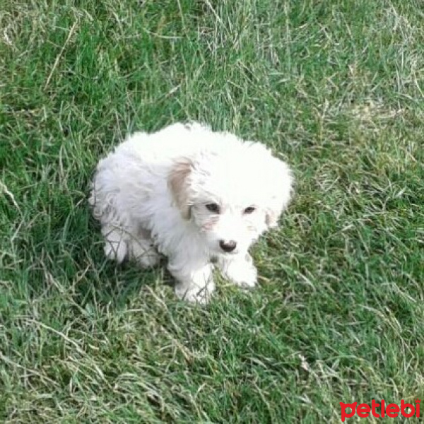Maltese, Köpek  SÜPER KALİTE MALTESE TERRİER fotoğrafı