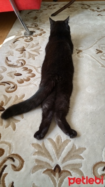British Shorthair, Kedi  Gece fotoğrafı