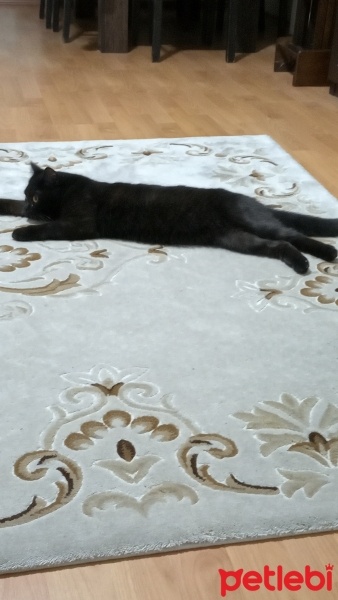 British Shorthair, Kedi  Gece fotoğrafı