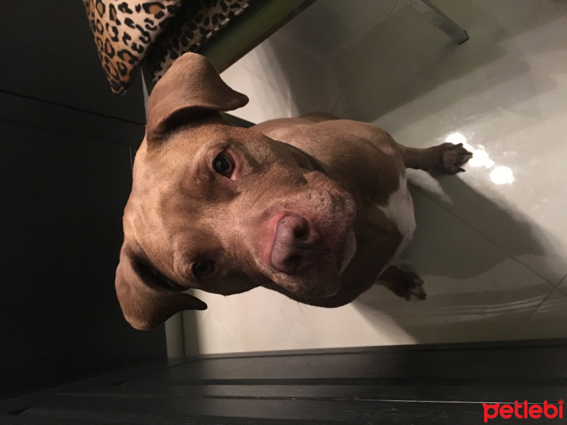 Staffordshire Bull Terrier, Köpek  Rita fotoğrafı