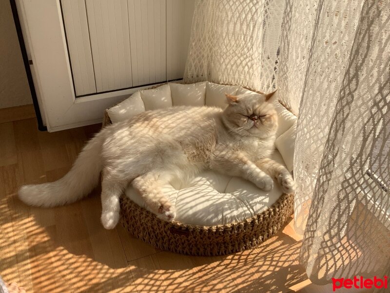 Exotic Shorthair, Kedi  Oxy fotoğrafı