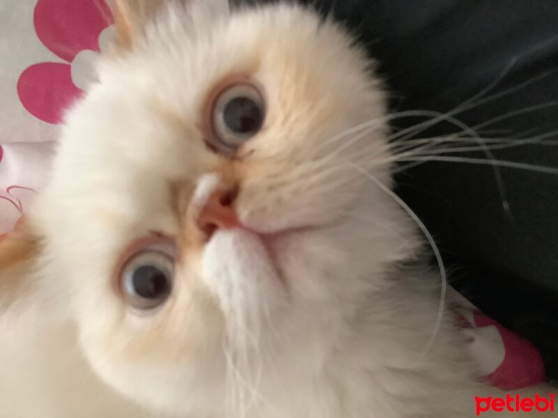 Exotic Shorthair, Kedi  Oxy fotoğrafı