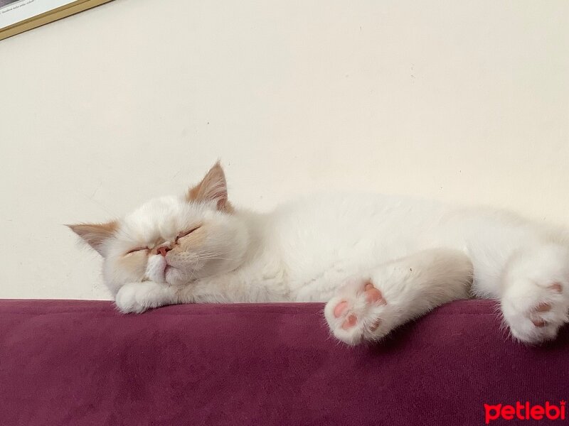 Exotic Shorthair, Kedi  Oxy fotoğrafı