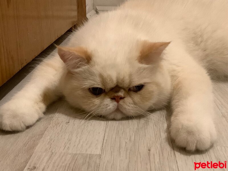 Exotic Shorthair, Kedi  Oxy fotoğrafı