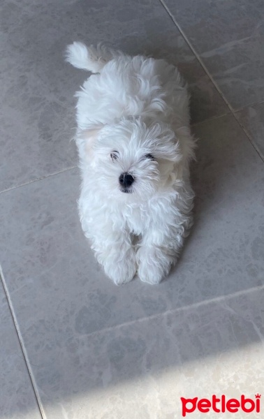 Maltese, Köpek  Teddy fotoğrafı