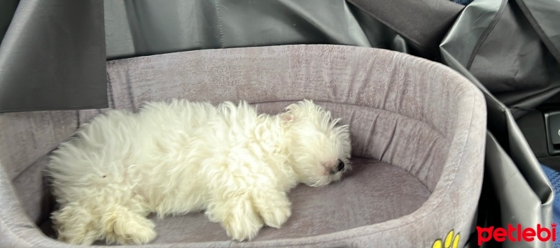 Maltese, Köpek  Teddy fotoğrafı