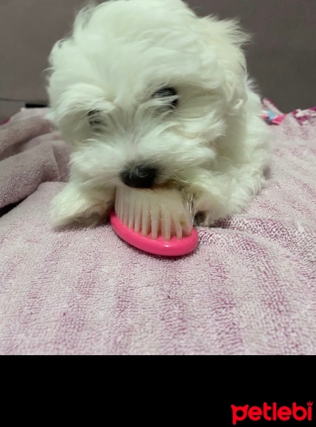 Maltese, Köpek  Teddy fotoğrafı