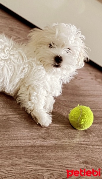 Maltese, Köpek  Teddy fotoğrafı