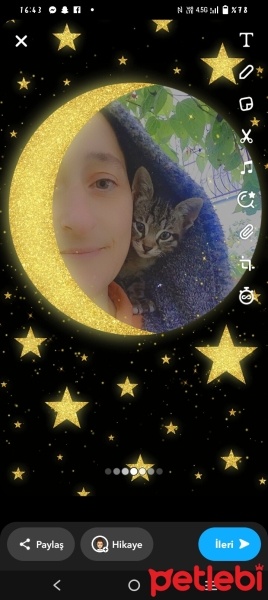 Tekir Kedi, Kedi  Ponçik fotoğrafı