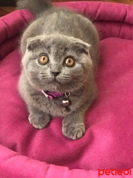 Scottish Fold, Kedi  Lola fotoğrafı