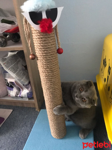 Scottish Fold, Kedi  Lola fotoğrafı