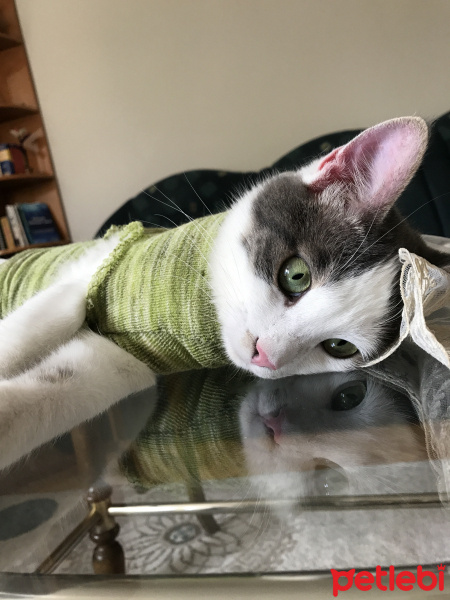 Tekir Kedi, Kedi  Fındık fotoğrafı