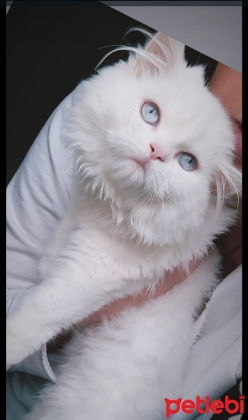İran Kedisi (Persian), Kedi  Mia fotoğrafı
