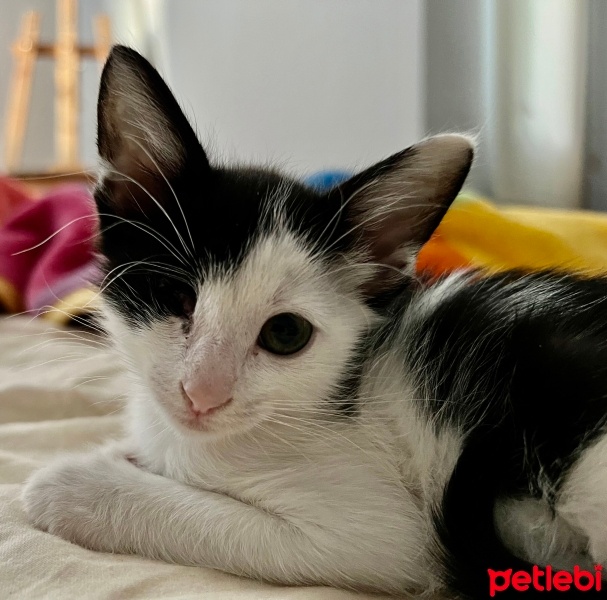 Tuxedo (Smokin) Kedi, Kedi  Pirate fotoğrafı