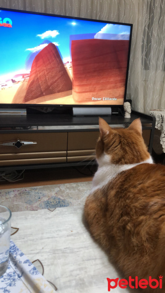 Sarman, Kedi  Pati fotoğrafı