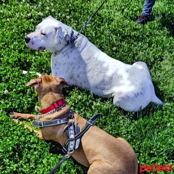 Dogo Arjantin, Köpek  Paşa fotoğrafı