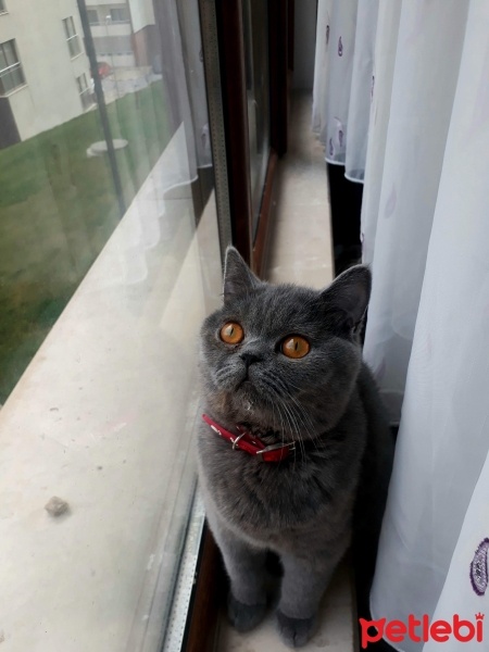 British Shorthair, Kedi  Mia fotoğrafı
