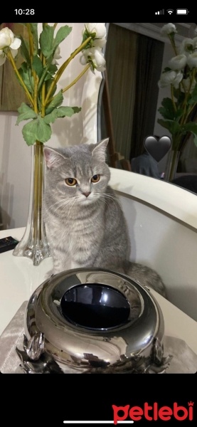 British Shorthair, Kedi  Bihter fotoğrafı