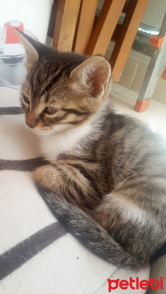 Tekir Kedi, Kedi  zeytin fotoğrafı