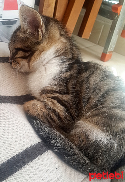 Tekir Kedi, Kedi  zeytin fotoğrafı