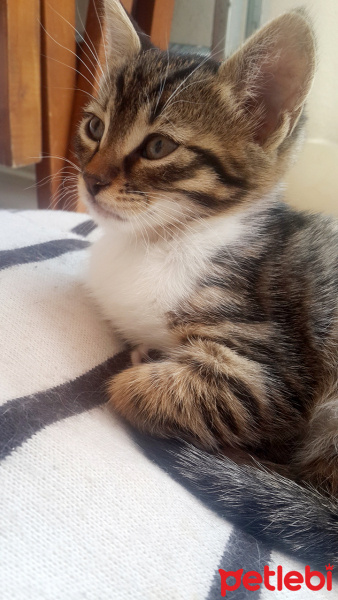 Tekir Kedi, Kedi  zeytin fotoğrafı