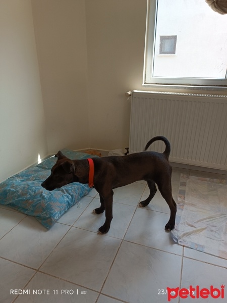 Labrador Retriever, Köpek  Ares fotoğrafı