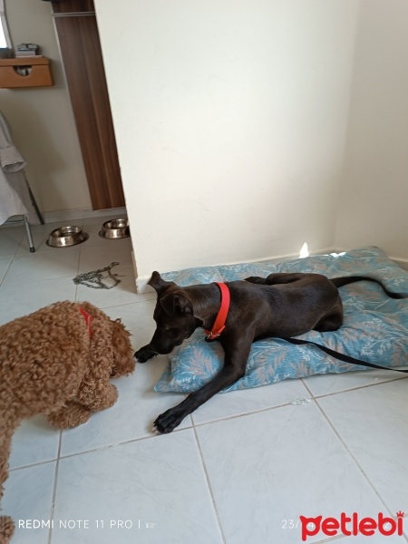 Labrador Retriever, Köpek  Ares fotoğrafı
