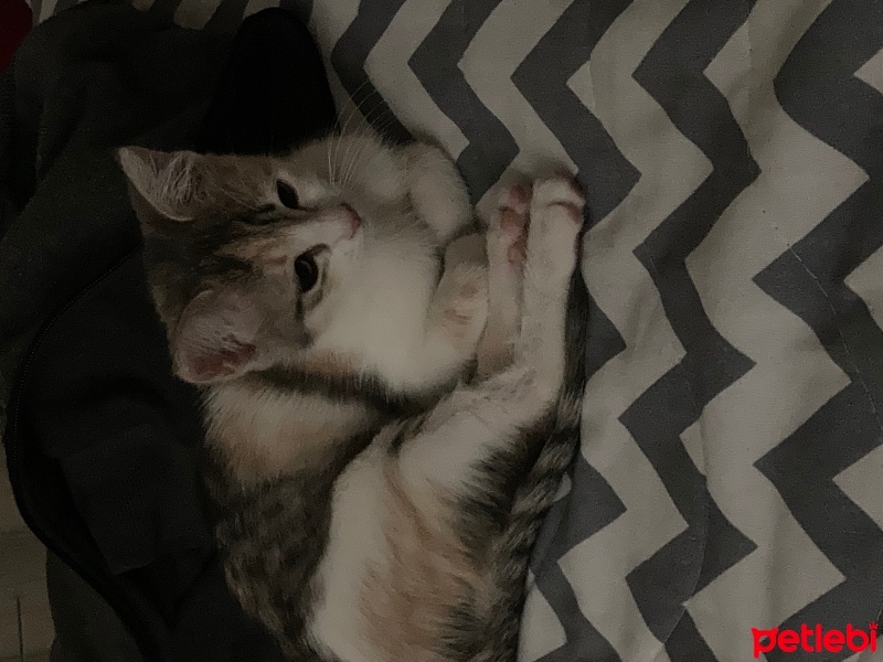 Tekir Kedi, Kedi  badem fotoğrafı