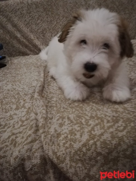 Maltese, Köpek  KÖPÜK fotoğrafı