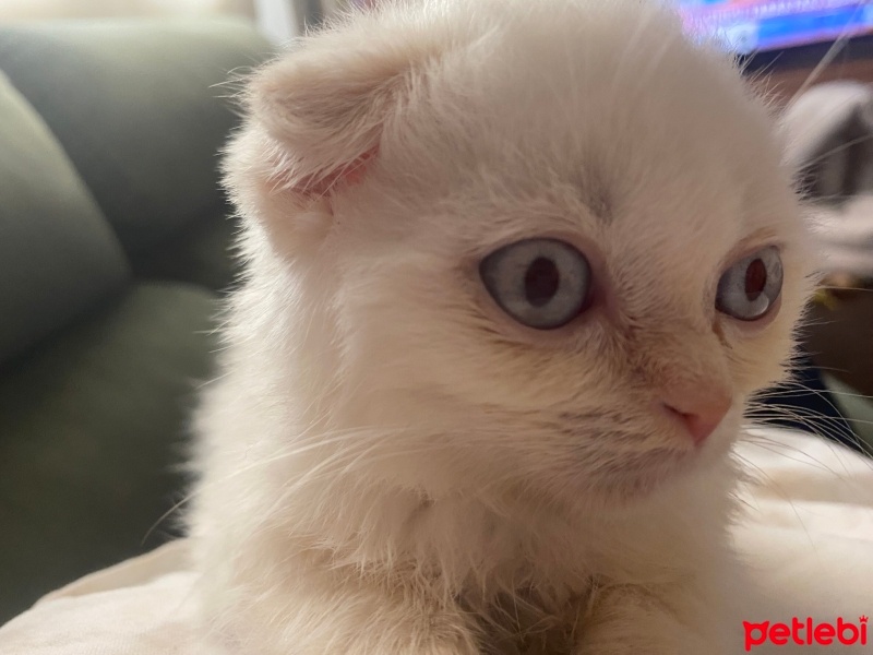 Scottish Fold, Kedi  Paris fotoğrafı