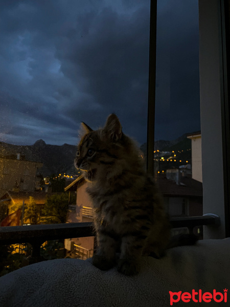 Norwegian Forest, Kedi  Badem-Thor fotoğrafı