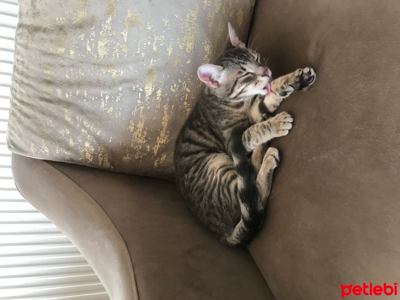 Tekir Kedi, Kedi  Mia fotoğrafı