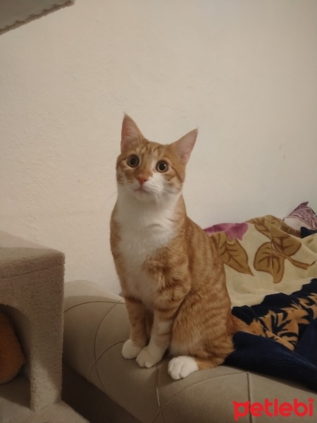 Sarman, Kedi  Ares fotoğrafı